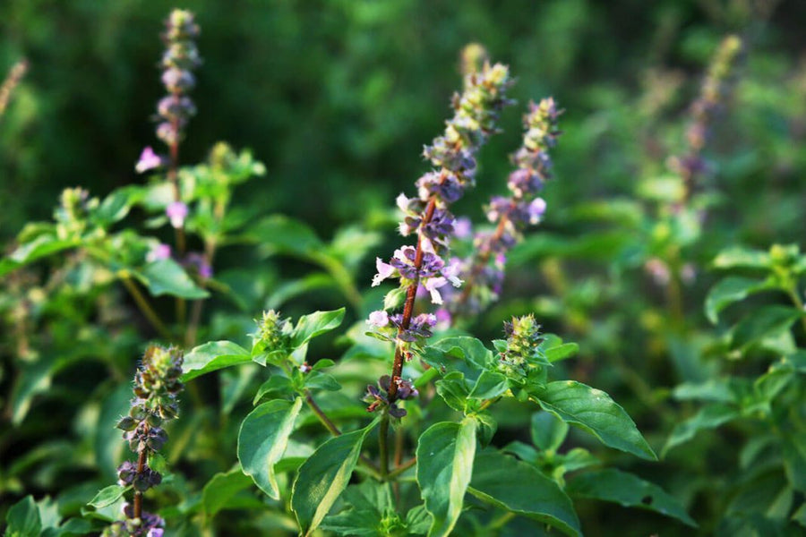 What is so Holy about Basil?